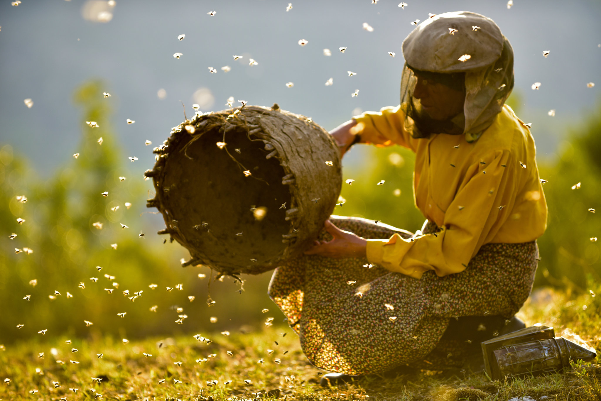 A beekeeper wearing a yellow shirt, floral skirt, and protective veil gently tilts a rustic, cylindrical beehive as bees swarm around in golden sunlight. The person is kneeling on grass in an outdoor setting with a blurred green and blue background. A metal smoker rests on the ground nearby.