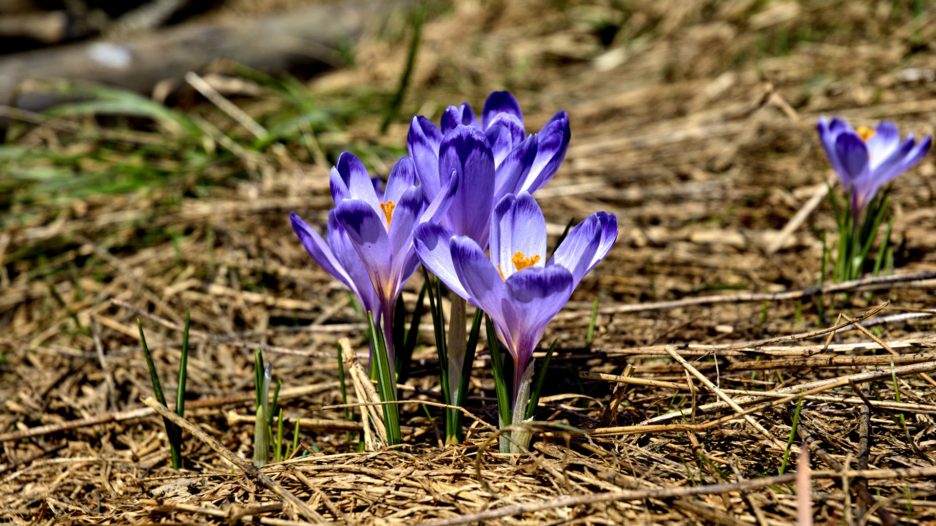 A small cluster of vibrant purple crocus flowers blooms amidst dry brown grass and twigs. Their delicate petals and bright yellow-orange centres stand out against the muted, earthy background, capturing a moment of early spring emergence.