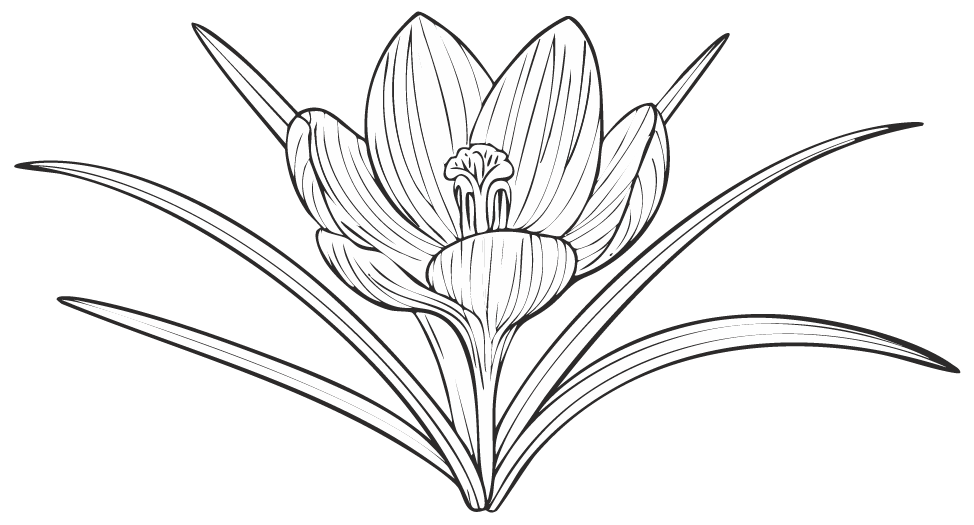 crocus2
